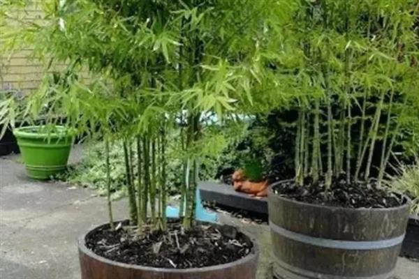 竹子种子的种植方法，播种前先浸种