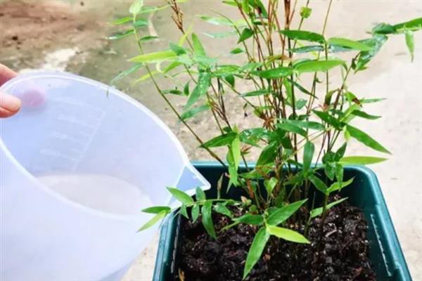 竹子种子的种植方法，播种前先浸种