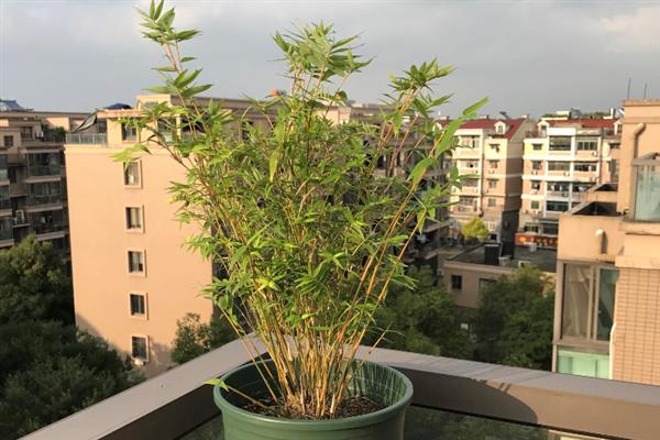 竹子种子的种植方法，播种前先浸种