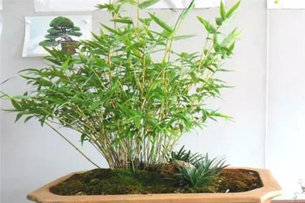 竹子种子的种植方法，播种前先浸种