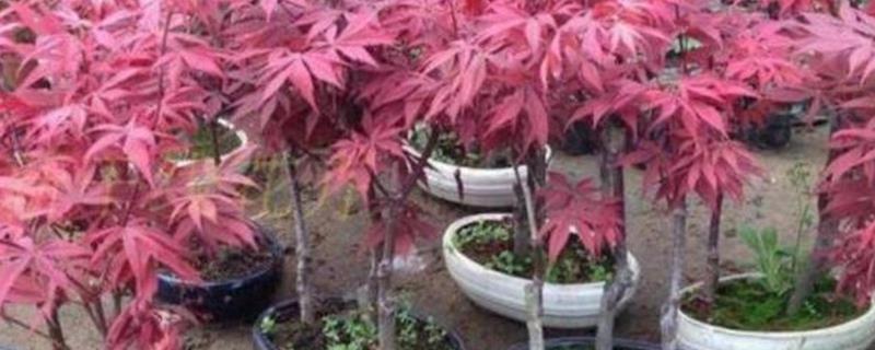 如何修剪红枫盆栽，上盆前剪除病老枝、交叉枝、重叠枝等不良枝条