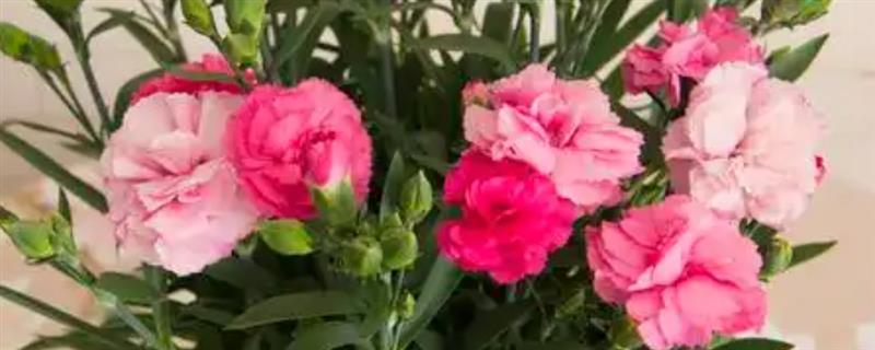 康乃馨的盆栽方法，充分晒光可促进花芽分化