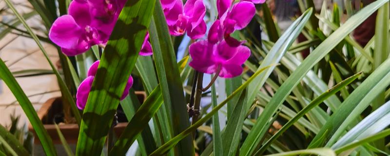 哪些花可以使用阿斯匹林，包含兰花、栀子花、月季花等品种