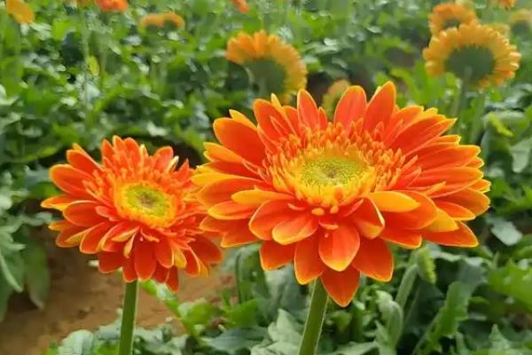 扶郎花开花多的养护方式，生长温度稳定在20-30度
