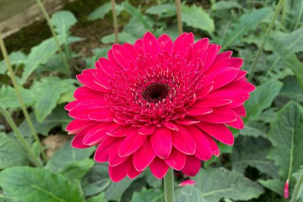 扶郎花开花多的养护方式，生长温度稳定在20-30度