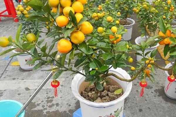 盆栽柑橘几年可以结果，需要大约2-3年左右