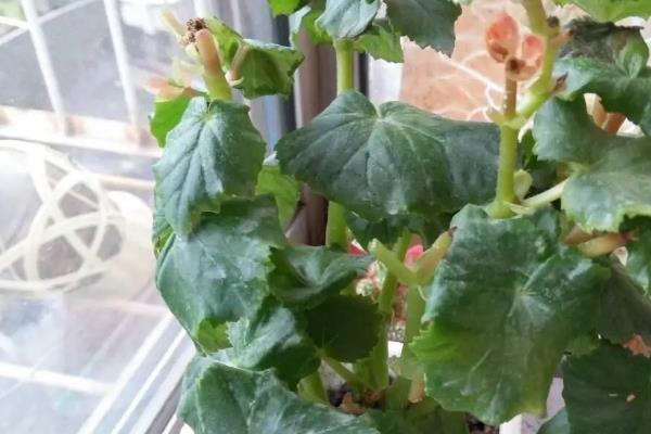 北方怎么养殖丽格海棠，要往周围植物多喷水