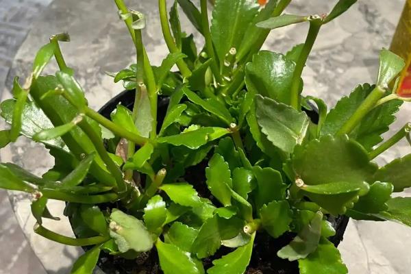 新苗长寿花的修剪方法，株高达到4-6厘米时摘除顶部的幼芽