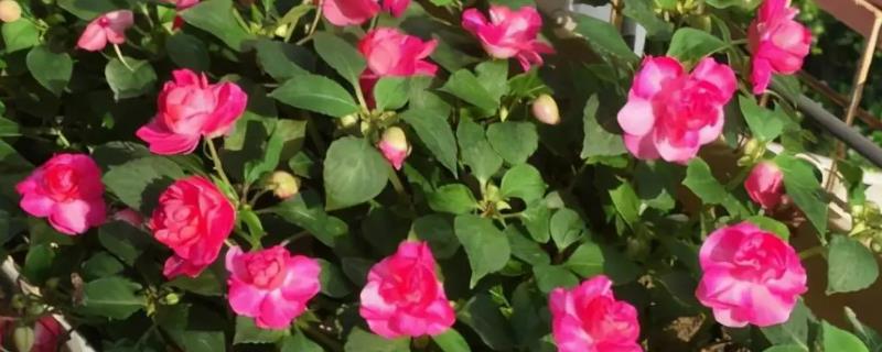 非洲凤仙花的繁殖方法，以播种和扦插为主