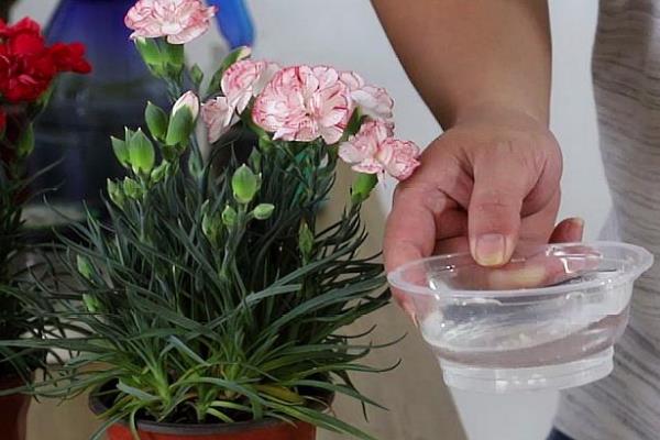 康乃馨的盆栽方法，充分晒光可促进花芽分化