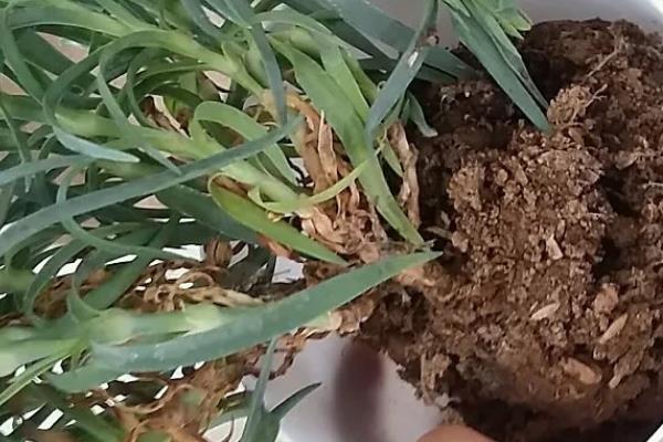 康乃馨的盆栽方法，充分晒光可促进花芽分化