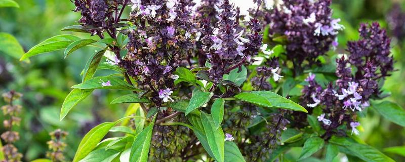 怎么养罗勒，选用透气性好的陶盆养殖