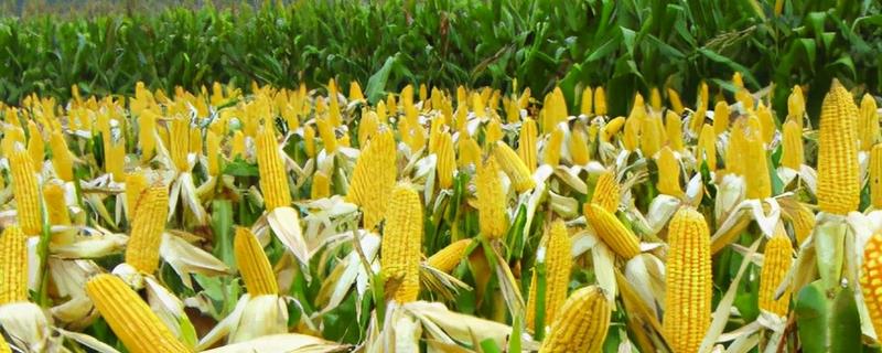 玉米内涝主要指的是什么，其实就是指玉米涝害