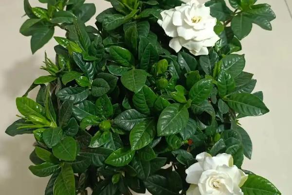 哪些花可以使用阿斯匹林，包含兰花、栀子花、月季花等品种