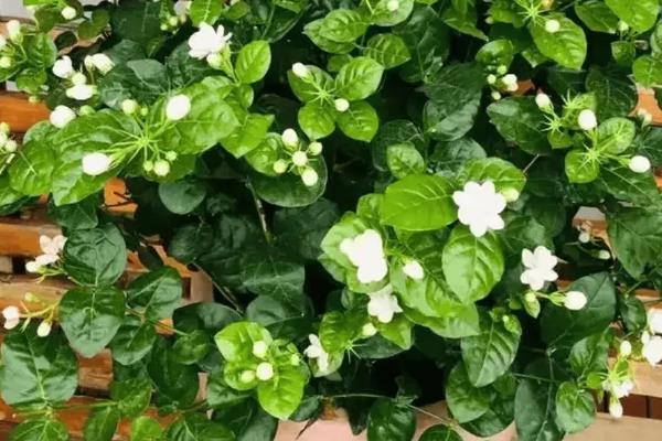 哪些花可以使用阿斯匹林，包含兰花、栀子花、月季花等品种