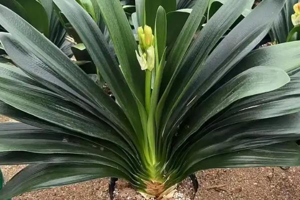 哪些花可以使用阿斯匹林，包含兰花、栀子花、月季花等品种