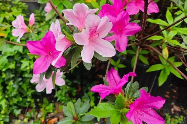 哪些花可以使用阿斯匹林，包含兰花、栀子花、月季花等品种