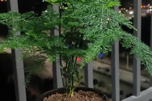 哪些花可以使用阿斯匹林，包含兰花、栀子花、月季花等品种