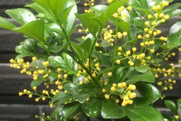 哪些花可以使用阿斯匹林，包含兰花、栀子花、月季花等品种