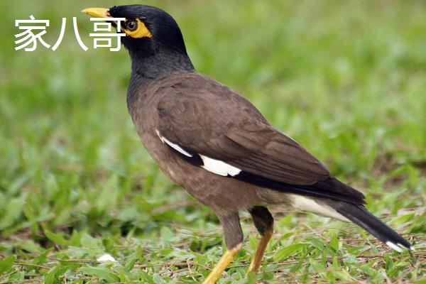 小八哥拉白稀怎么办，可在饮水中滴入几滴红葡萄酒