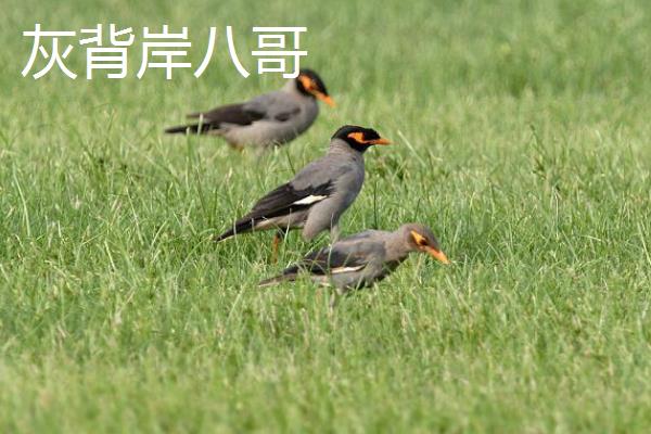 小八哥拉白稀怎么办，可在饮水中滴入几滴红葡萄酒