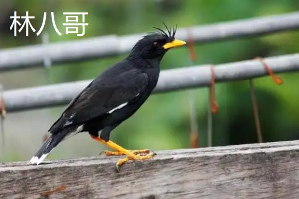 小八哥拉白稀怎么办，可在饮水中滴入几滴红葡萄酒