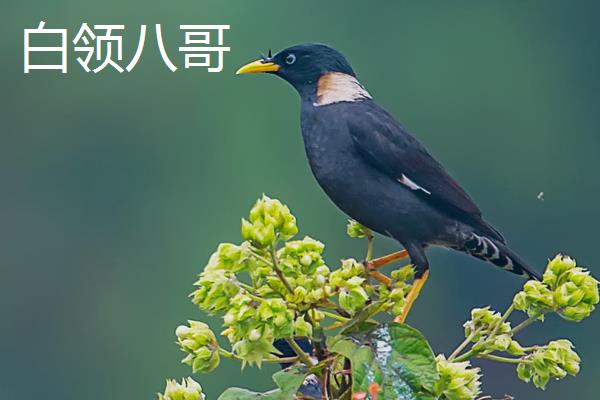 小八哥拉白稀怎么办，可在饮水中滴入几滴红葡萄酒