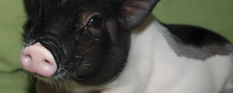 香猪可以长到什么程度，一般能达到90斤左右