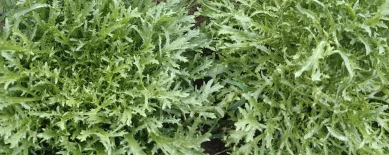 苦苣的收获时间,8月播种定植,10月收获