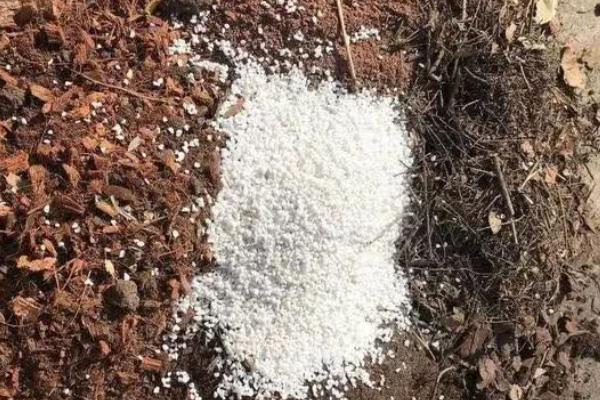 唐菖蒲的施肥方法，幼苗期追施2次饼肥液