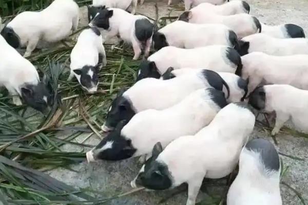 香猪可以长到什么程度，一般能达到90斤左右