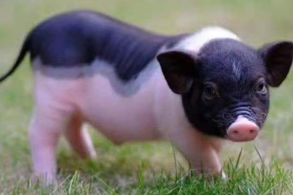 香猪可以长到什么程度，一般能达到90斤左右