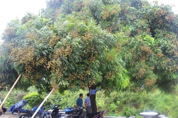 当前种什么果树有前景，阿克苏苹果、白猕猴桃等品种是不错的选择
