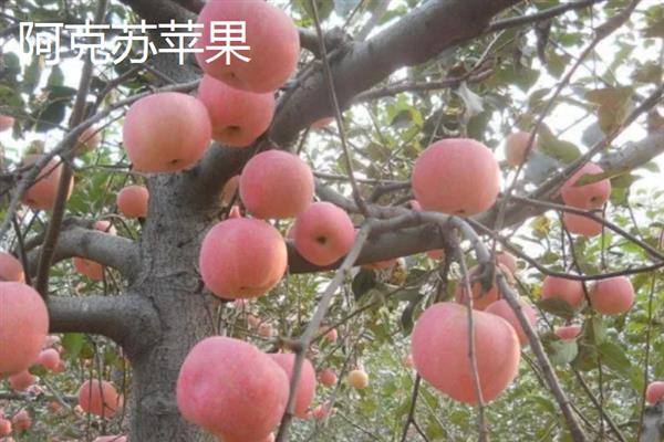 当前种什么果树有前景，阿克苏苹果、白猕猴桃等品种是不错的选择
