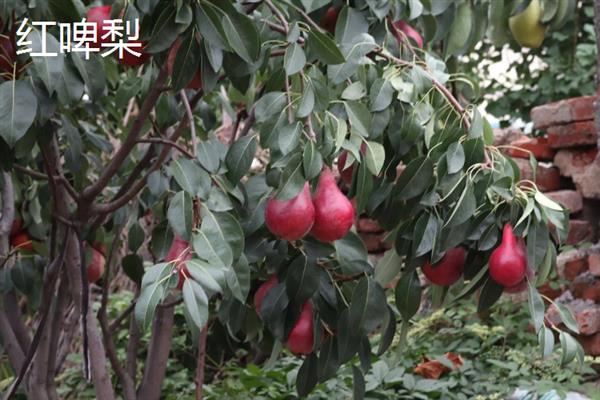 当前种什么果树有前景，阿克苏苹果、白猕猴桃等品种是不错的选择