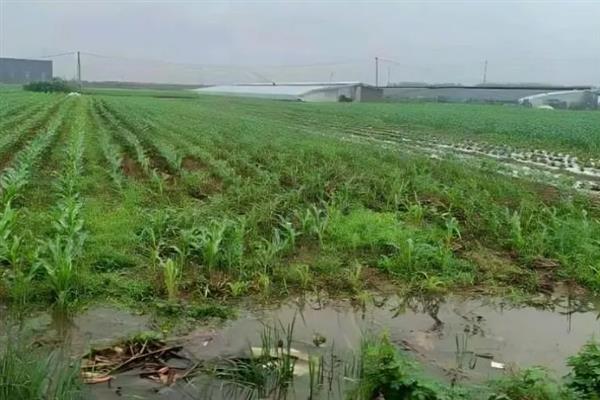 玉米内涝主要指的是什么,其实就是指玉米涝害