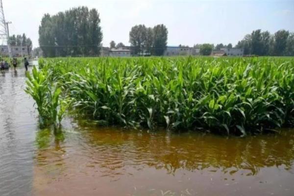 玉米内涝主要指的是什么,其实就是指玉米涝害
