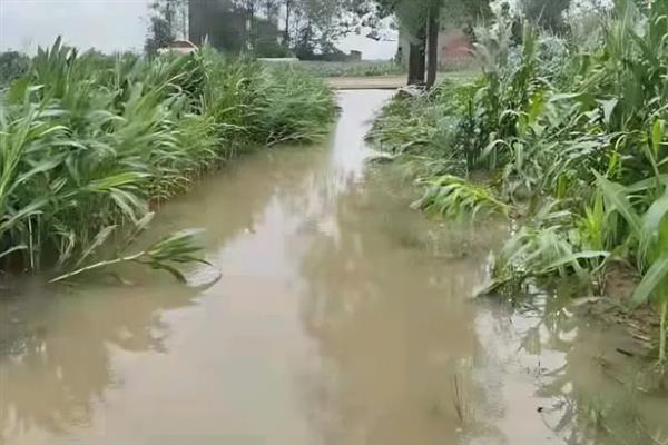玉米内涝主要指的是什么,其实就是指玉米涝害