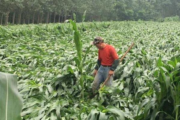 玉米内涝主要指的是什么,其实就是指玉米涝害