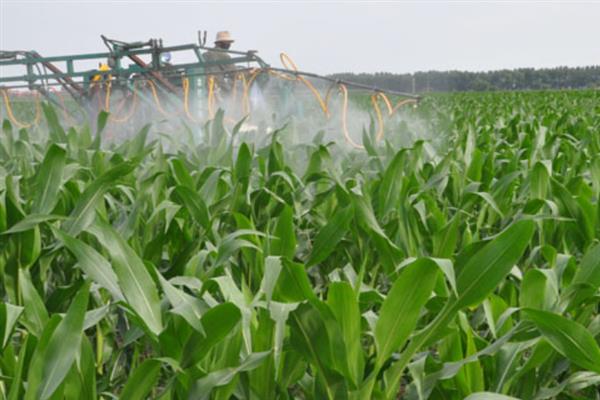 玉米内涝主要指的是什么,其实就是指玉米涝害