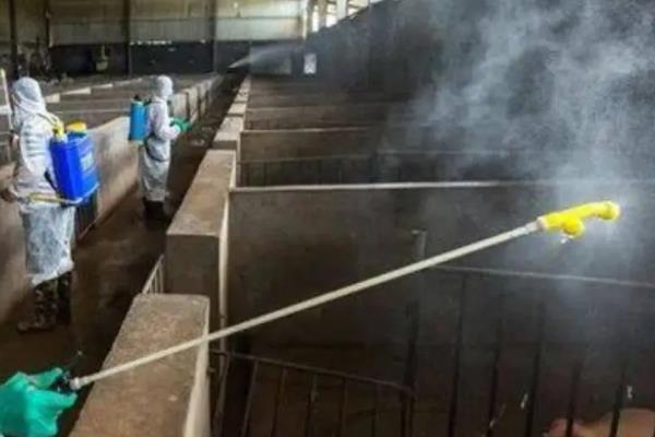 香猪可以长到什么程度，一般能达到90斤左右