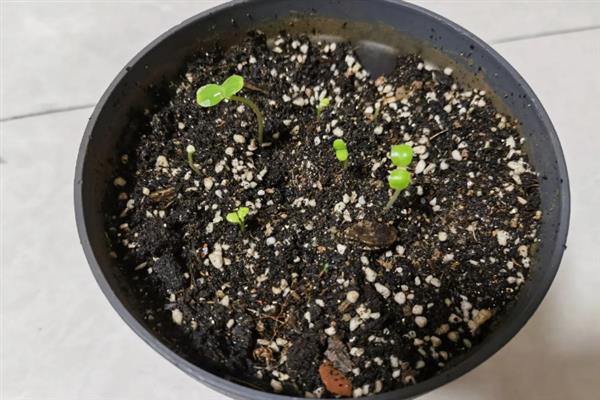 非洲凤仙花的繁殖方法，以播种和扦插为主