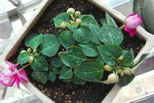 非洲凤仙花的繁殖方法，以播种和扦插为主