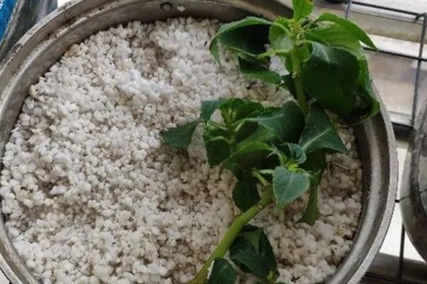非洲凤仙花的繁殖方法，以播种和扦插为主