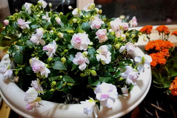 非洲凤仙花的繁殖方法，以播种和扦插为主