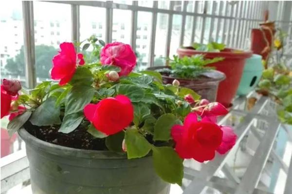 非洲凤仙花的繁殖方法，以播种和扦插为主
