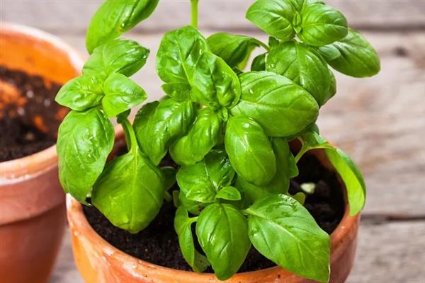 怎么养罗勒，选用透气性好的陶盆养殖