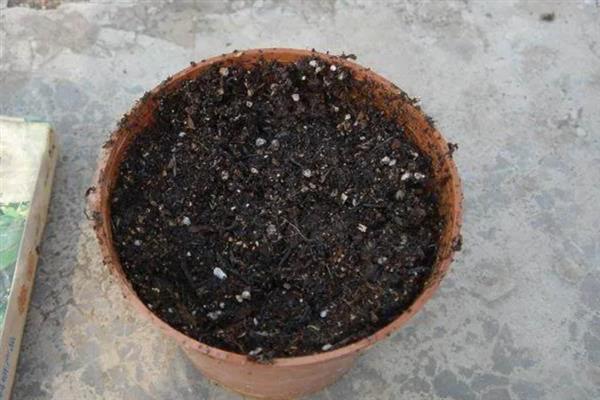 怎么养罗勒，选用透气性好的陶盆养殖