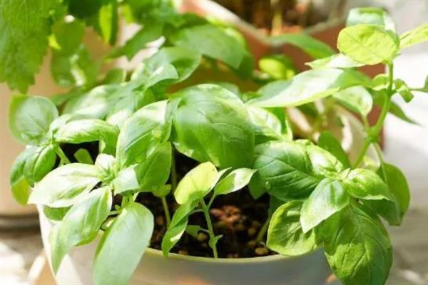 怎么养罗勒，选用透气性好的陶盆养殖