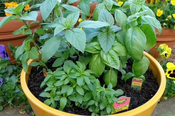 怎么养罗勒，选用透气性好的陶盆养殖